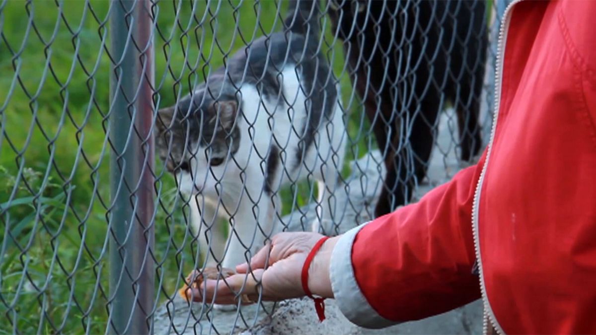 Μαδρίτη: Εθελοντές στην υπηρεσία των ζώων
