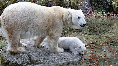 В зоопарке Мюнхена родился белый медвежонок