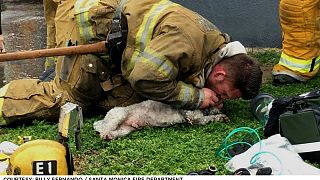 Hero firefighter saves pup with mouth-to-snout