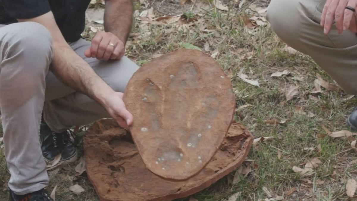 کشف رد پاهایی از بزرگترین گونه های دایناسورها در استرالیا