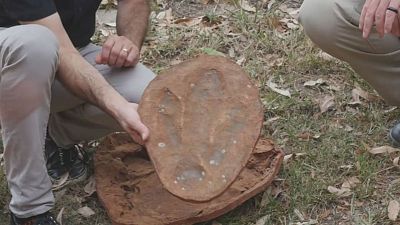 Dünyanın en büyük dinazor ayak izi Avustralya'da bulundu