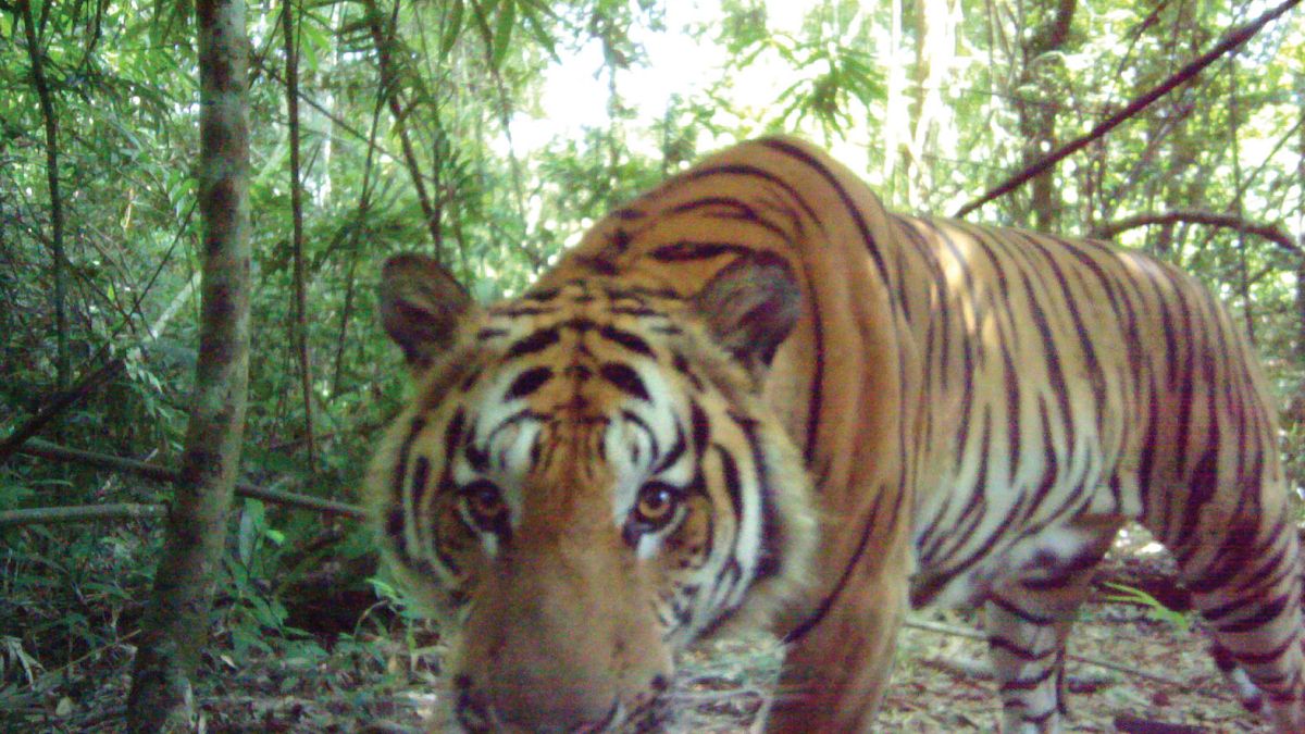 Rare breeding tigers caught on camera in Thailand