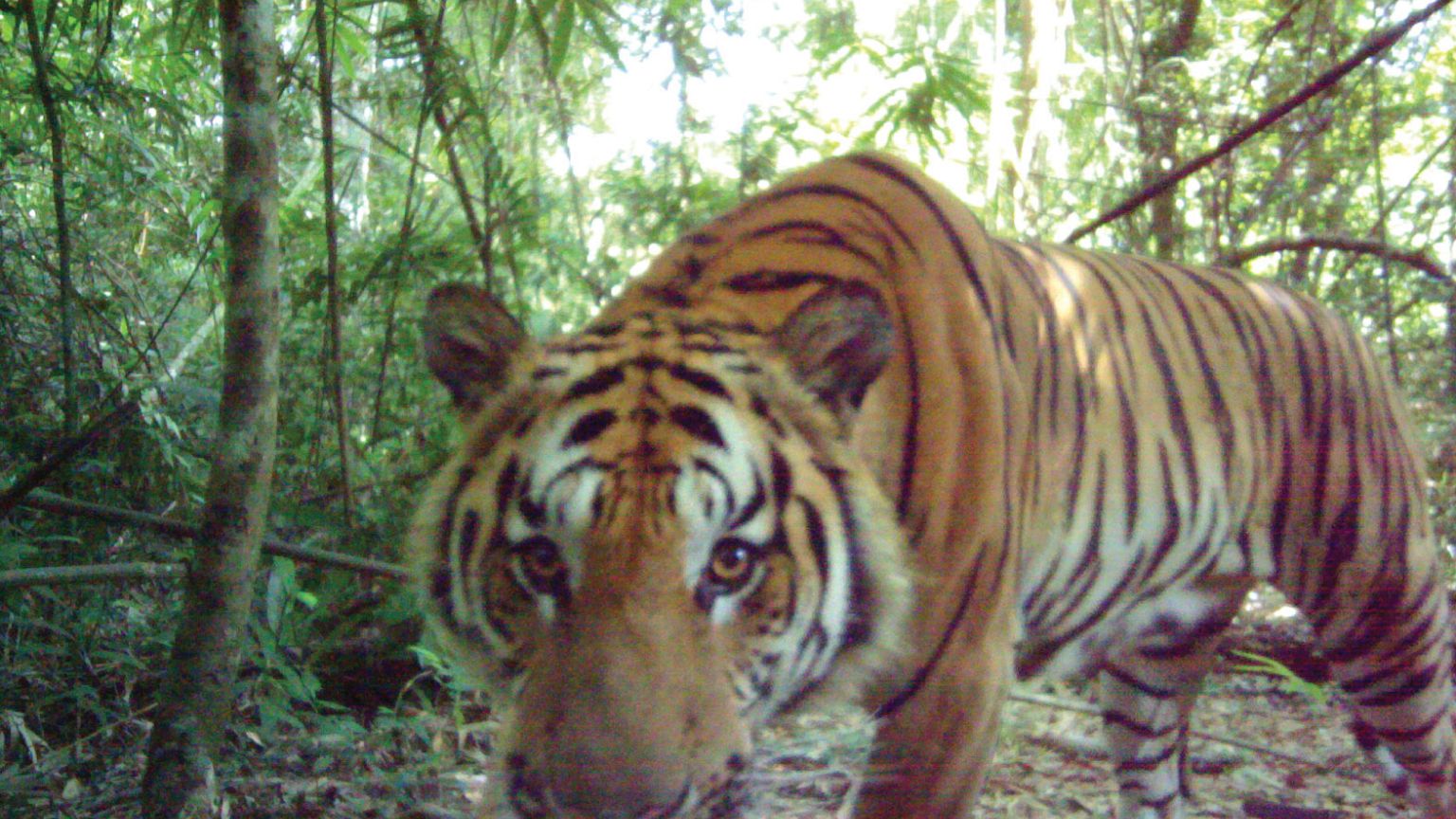 Rare breeding tigers caught on camera in Thailand