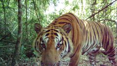 Rare breeding tigers caught on camera in Thailand