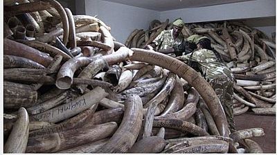 Hope for Africa's elephants as ivory prices drop in China