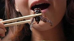 Ab 1. Mai 2017 - Insekten auf dem Menu in der Schweiz