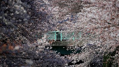 Kirschbäume in Japan stehen in voller Blüte