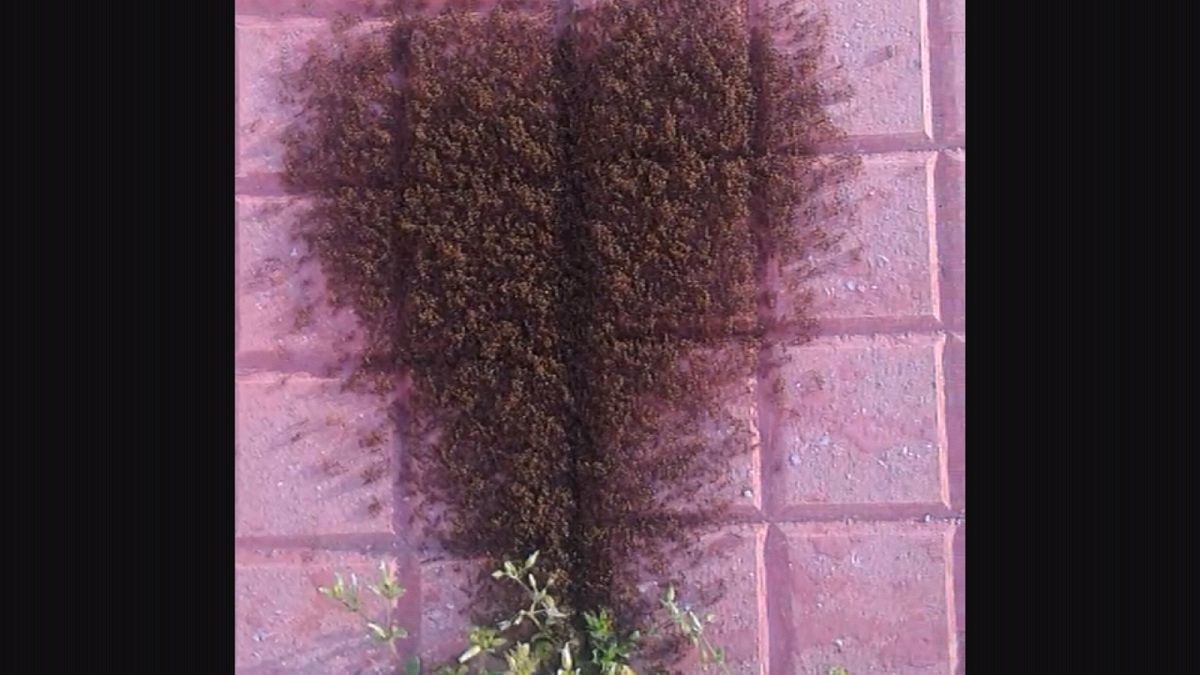 Karıncalar kalp çizerse...