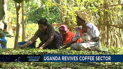 En Ouganda, des pépinières aident des fermiers à relancer le secteur du café et l'Angola se conforme aux directives de l'OPEP