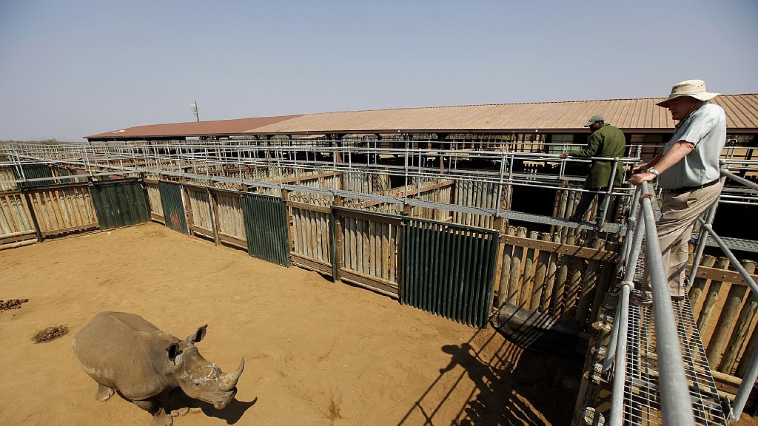 Afrique du Sud : la justice donne son aval pour le « business » de corne de rhinocéros
