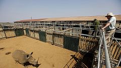 Afrique du Sud : la justice donne son aval pour le « business » de corne de rhinocéros