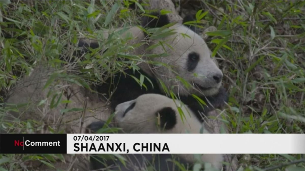 Giant panda mum breastfeeds cub in the wild