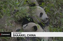 Pandas gigantes: Momentos da vida de mãe e filho no seu habitat natural
