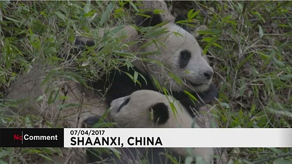 Panda eteti a bocsát Panda eteti a bocsát