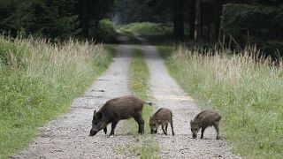Image: Wild boars in Eglharting, Germany