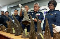 احباط عملية تهريب قرون وحيد القرن في ماليزيا