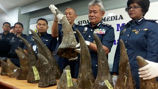 Chifres de rinoceronte contrabandeados a partir de Moçambique foram apreendidos na Malásia