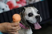 Kutyafagyizó nyílt Mexikóvárosban