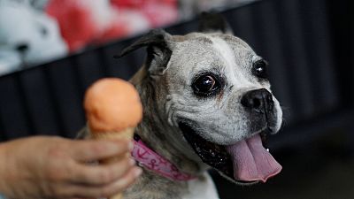 Ice cream shop for dogs gets tails wagging in Mexico City