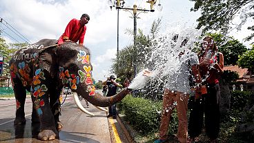 Elephants make a splash ahead of Thai New Year