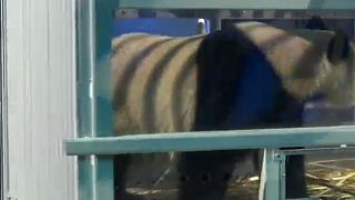 Riesenfreude über Riesenpandas in den Niederlanden