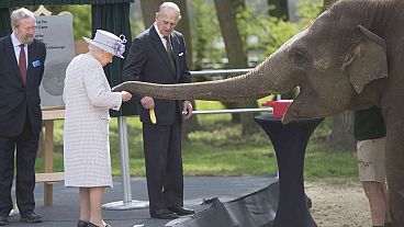 Elephants "excited" by banana-toting Queen Elizabeth