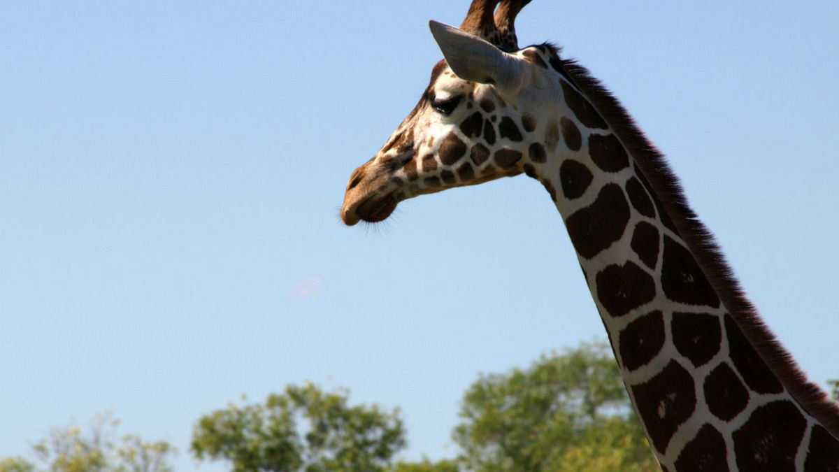Millionen im Internet live dabei: Mama April und die Geburt des Giraffenbabys