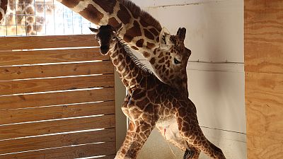 April the giraffe, mother and internet star