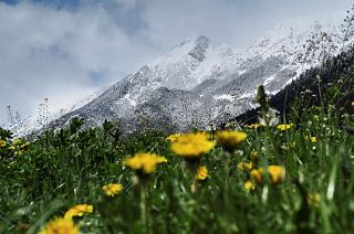 Central Europe shivers as snow covers spring blossoms