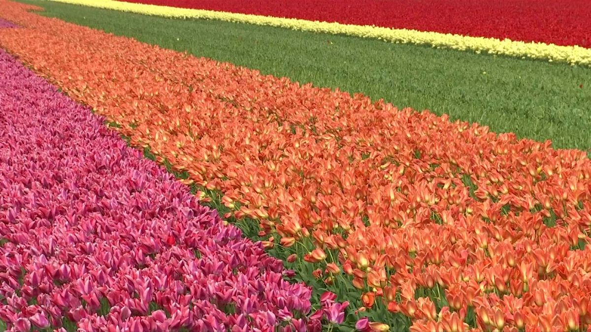 В Нидерландах не просто весна, здесь сезон тюльпанов