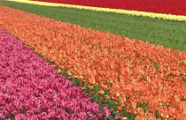 В Нидерландах не просто весна, здесь сезон тюльпанов