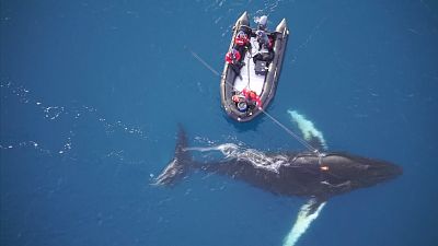 Científicos colocan cámaras en ballenas para estudiar su vida