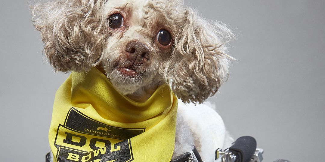 abandoned-for-being-too-old-16-year-old-dog-finds-fame-during-super