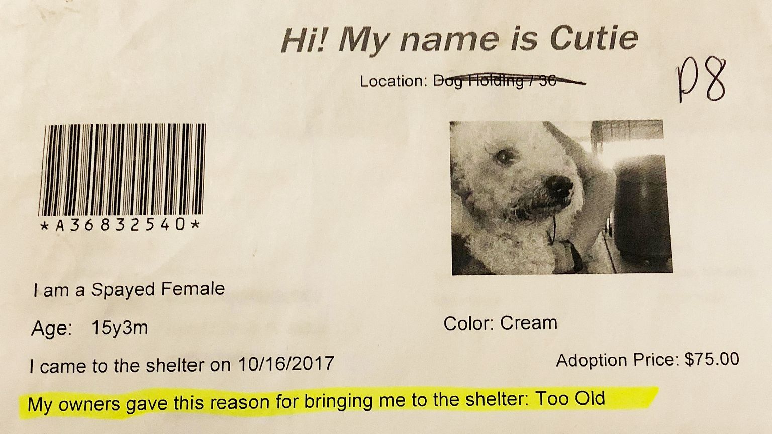 Karlie the dog, formerly named Cutie, was turned into the shelter for being