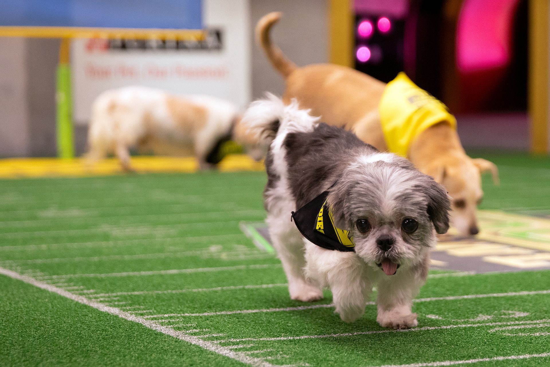 Abandoned For Being too Old 16 year old Dog Finds Fame During Super 