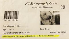 Karlie the dog, formerly named Cutie, was turned into the shelter for being