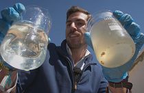 Быстро и без запаха: электробактерии чистят воду