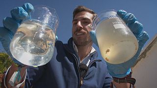 Elettricità biologica per purificare l'acqua