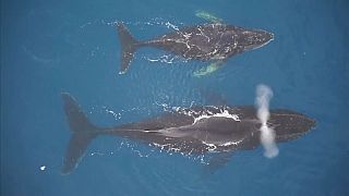 سبر أغوار عالم الحيتان عن طريق كاميرات