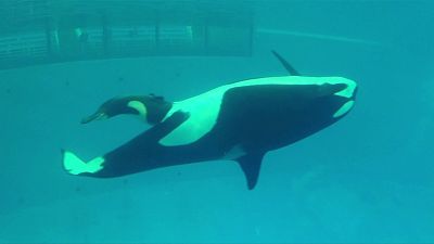 Takara, the killer whale, gives birth to calf