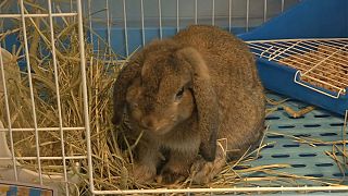 United Airlines 'saddened' by giant bunny's unexplained death