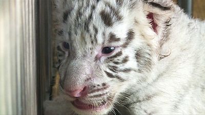 Dos tigres blancos nacen en China