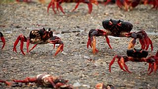 Migration de crabes à Cuba