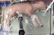 Un útero artificial para salvar bebés "extremadamente prematuros"