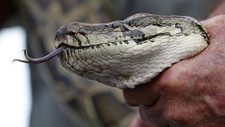 Florida'da Birmanya pitonu avlandı