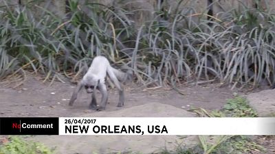 Naissance d'un bébé singe de colobus dans un zoo de Nouvelle-Orléans