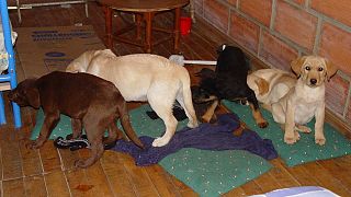 Image: Puppies rescued from a farm in Colombia destined for use as drug mul