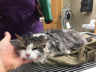 Fluffy the cat suffered a traumatic injury.