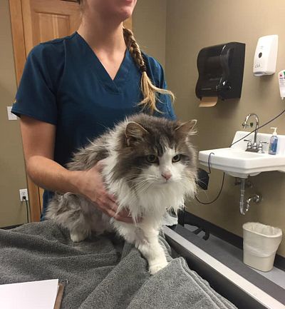 Fluffy, a longhaired domestic cat, regained consciousness after becoming frozen outside.