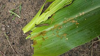 Crop-eating armyworm marches on to Angola
